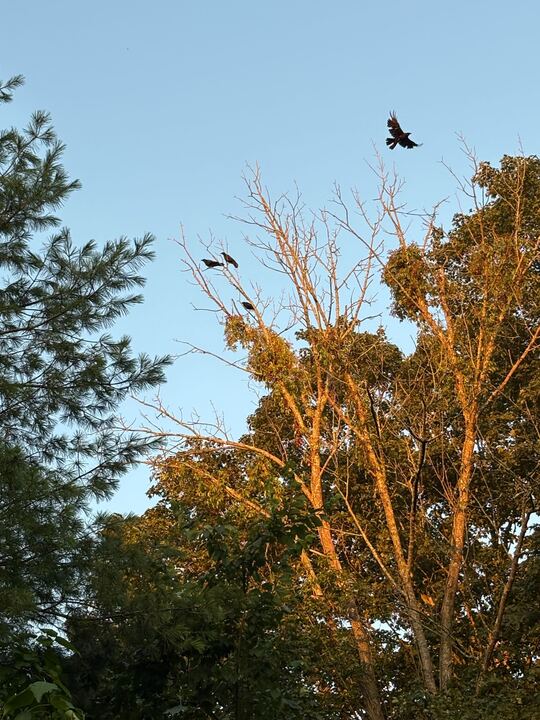 Police Drone Disguised as Eagle Intercepts Government Drones Disguised as Crows in Mid-Air Adderall Sting